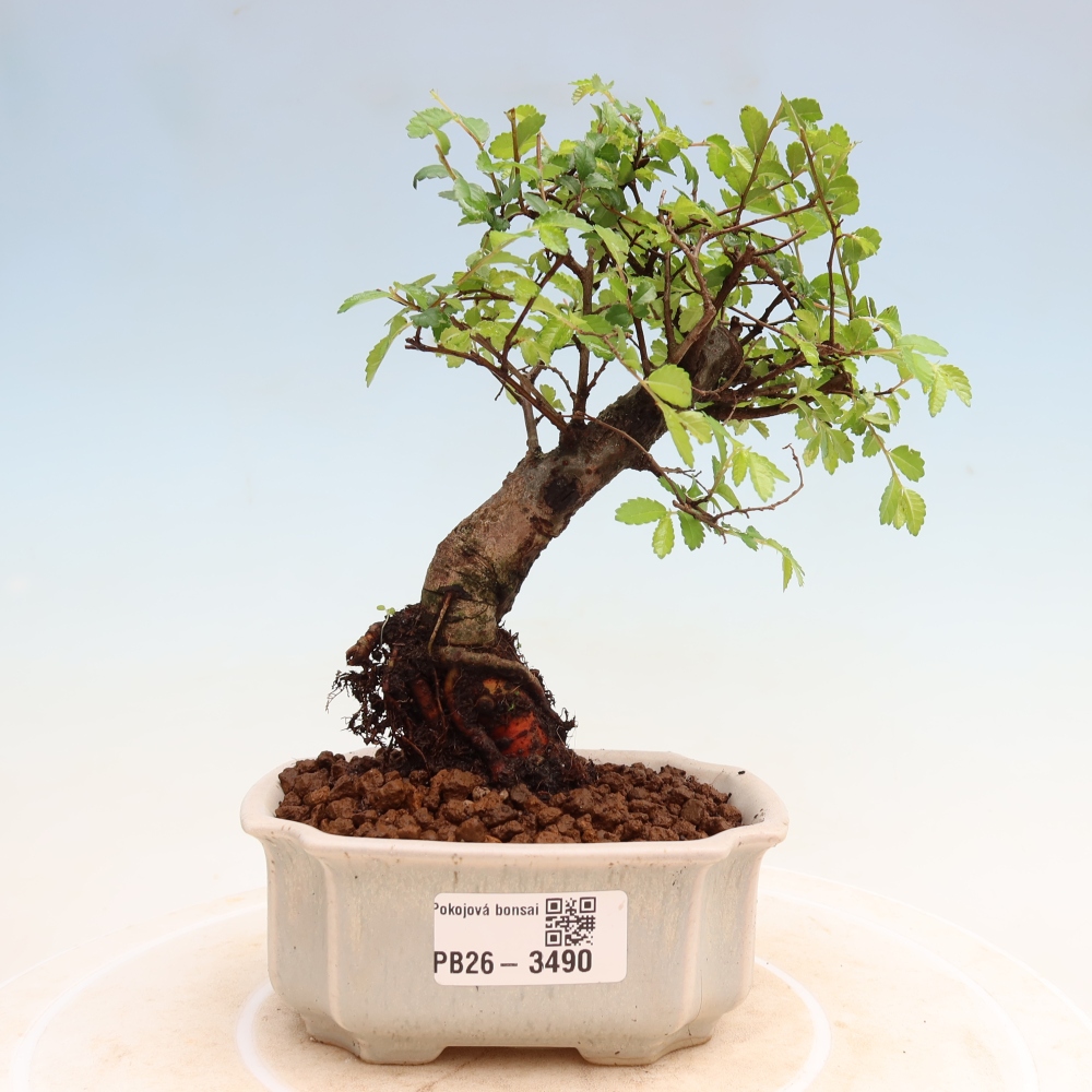 Szobai bonsai - Ulmus parvifolia - Kislevelű szilfa