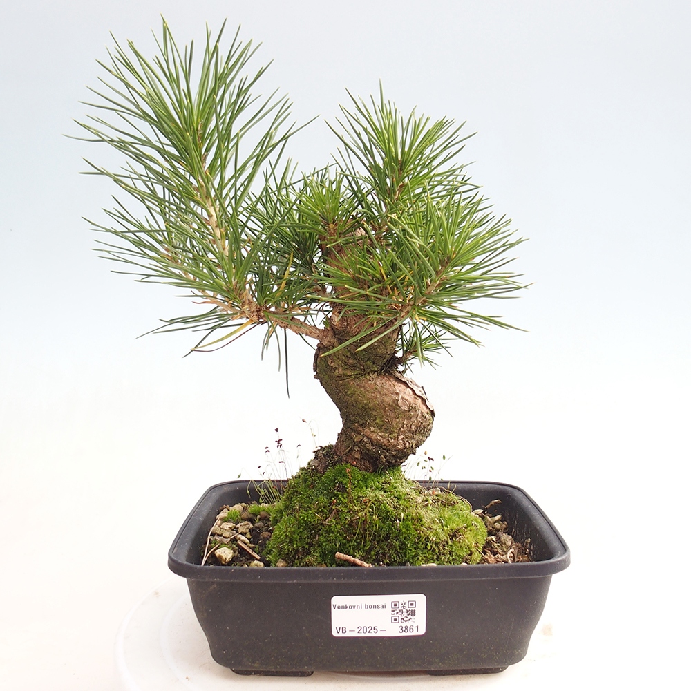 Kültéri bonsai - Pinus thunbergii - Thunberg fenyő