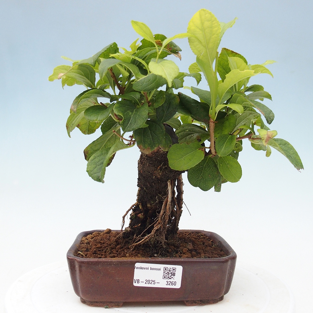 Kültéri bonsai - Celastrus orbiculatus