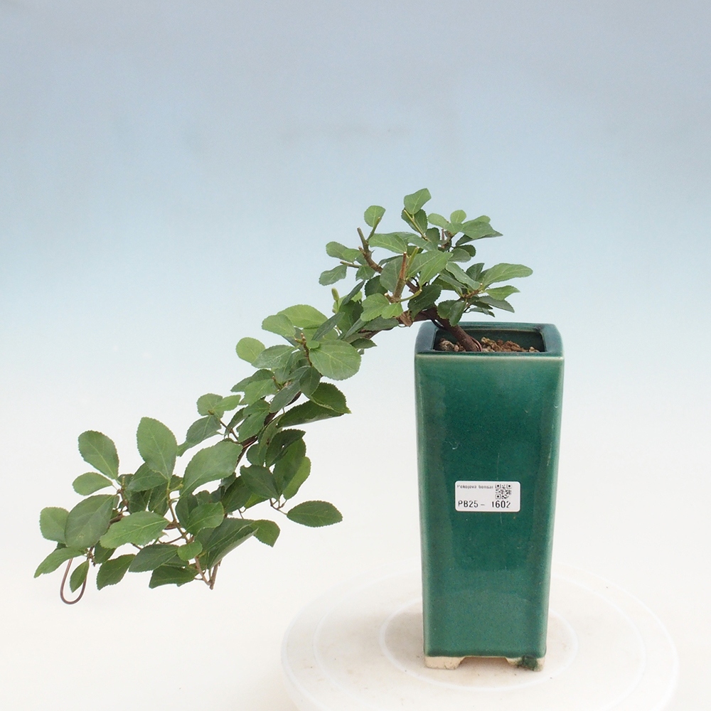 Beltéri bonsai - Grewia occidentalis - Levendula csillaghal