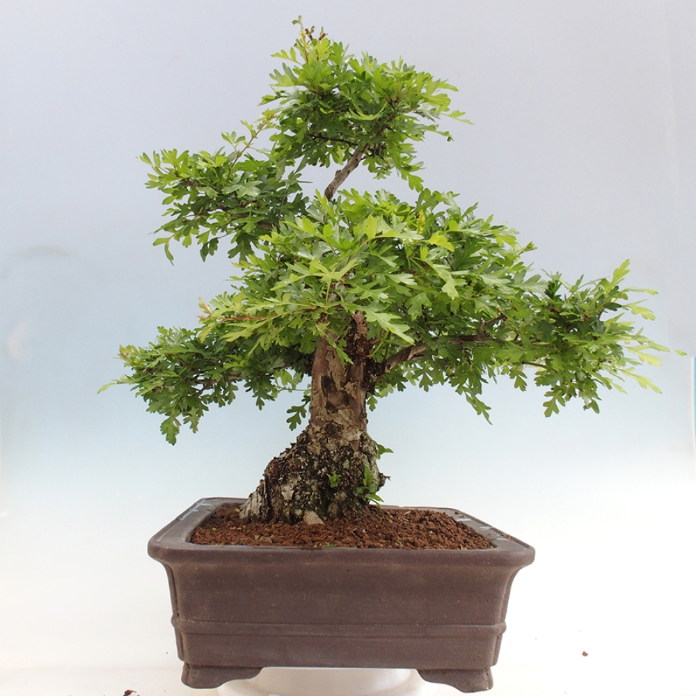 Kültéri bonsai - Galagonya - Crataegus monogyna