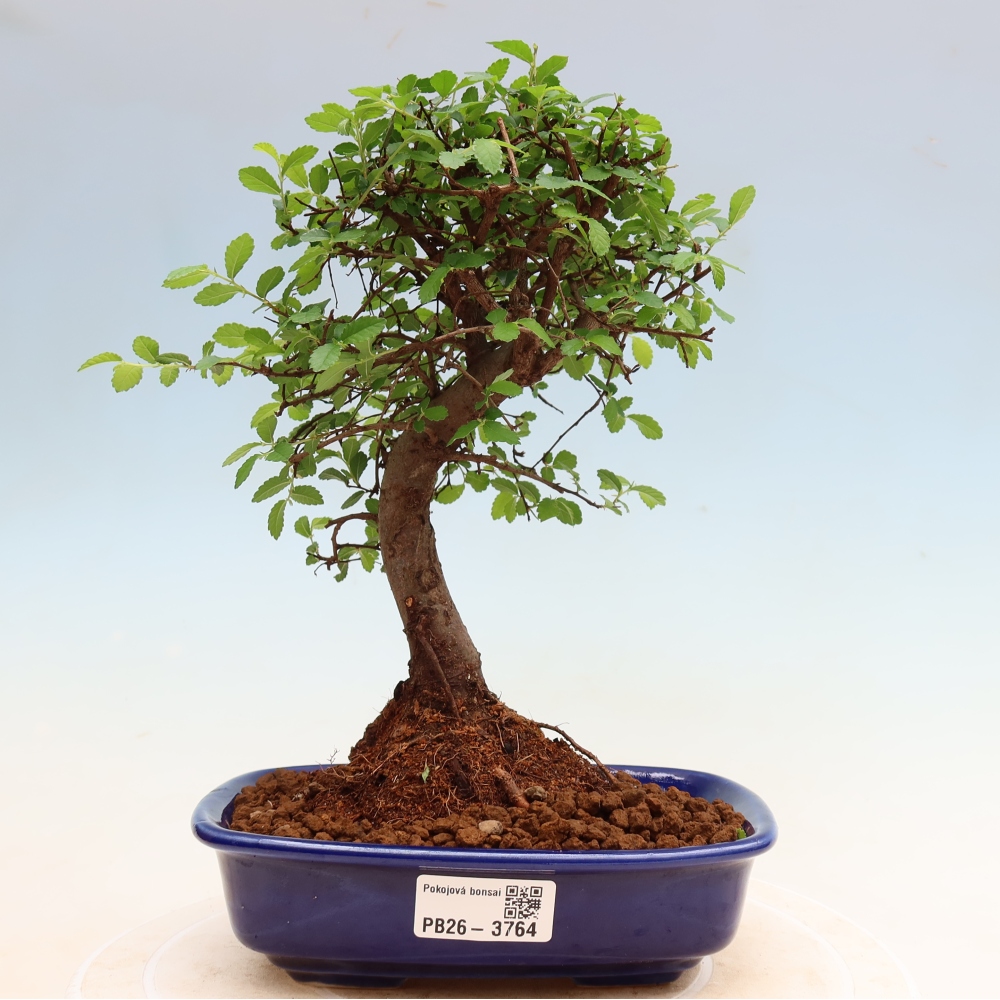 Szobai bonsai - Ulmus parvifolia - Kislevelű szilfa