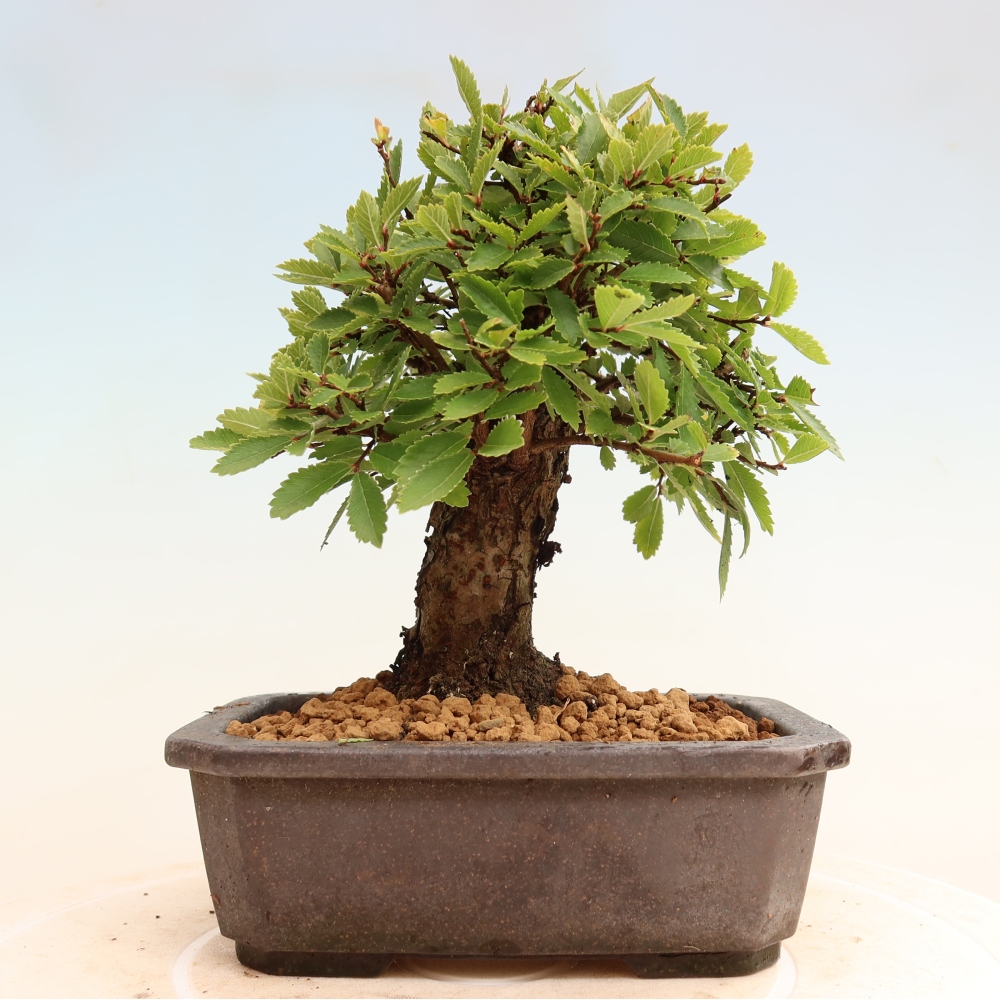 Kültéri bonsai - Zelkova - Zelkova NIRE