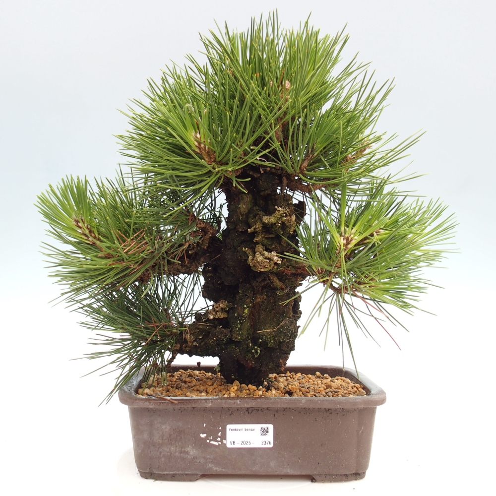 Kültéri bonsai - Pinus thunbergii - Thunberg fenyő