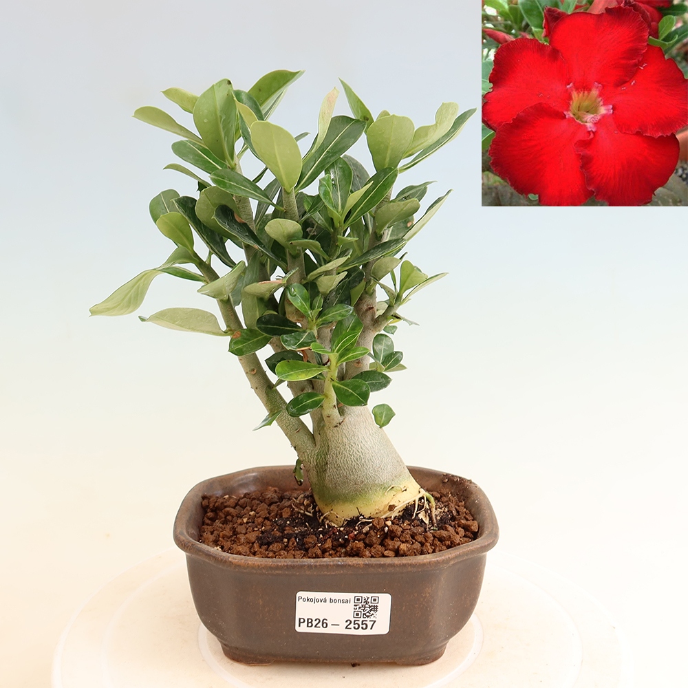 Szobabonsai – Adenium obesum Red Star – Sivatagi rózsa