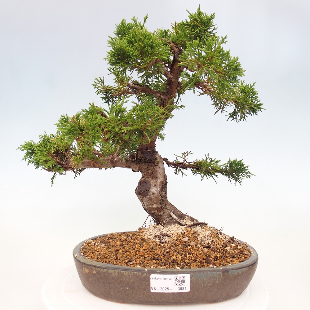 Kültéri bonsai - Juniperus chinensis Itoigawa