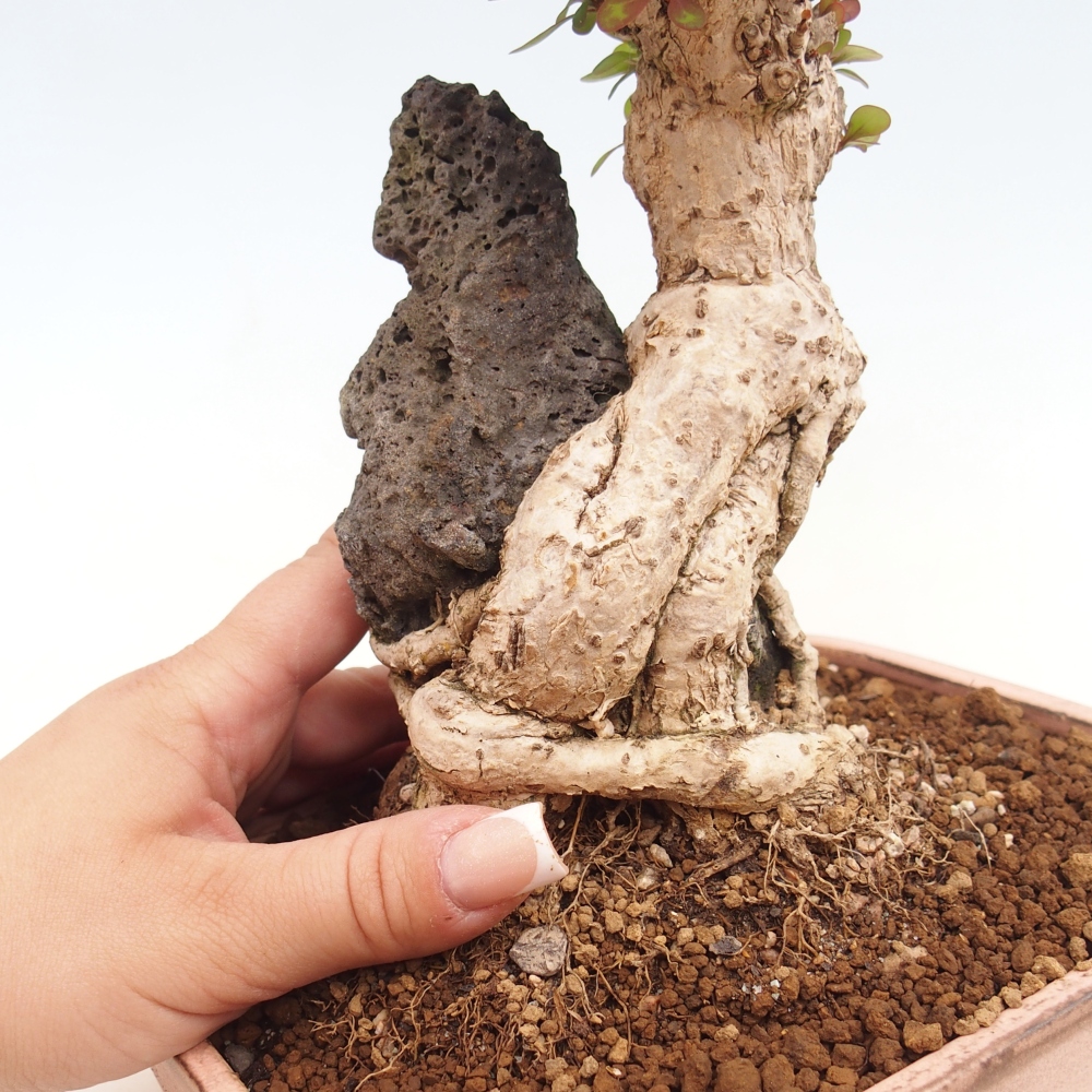 Kültéri bonsai - Berberis coreana