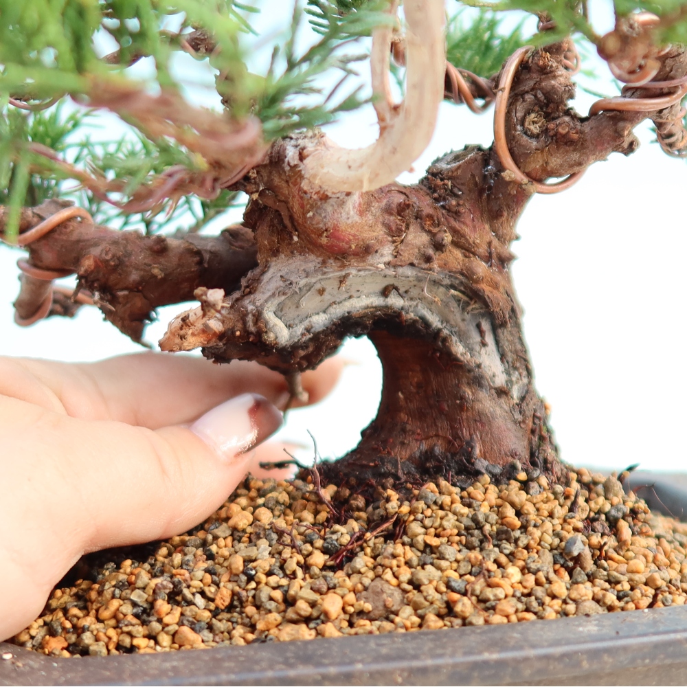 Kültéri bonsai - Juniperus chinensis Itoigawa