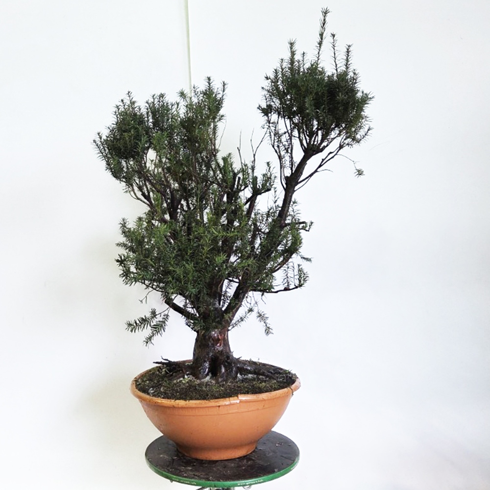 Kültéri bonsai vörös tiszafa - Taxus bacata