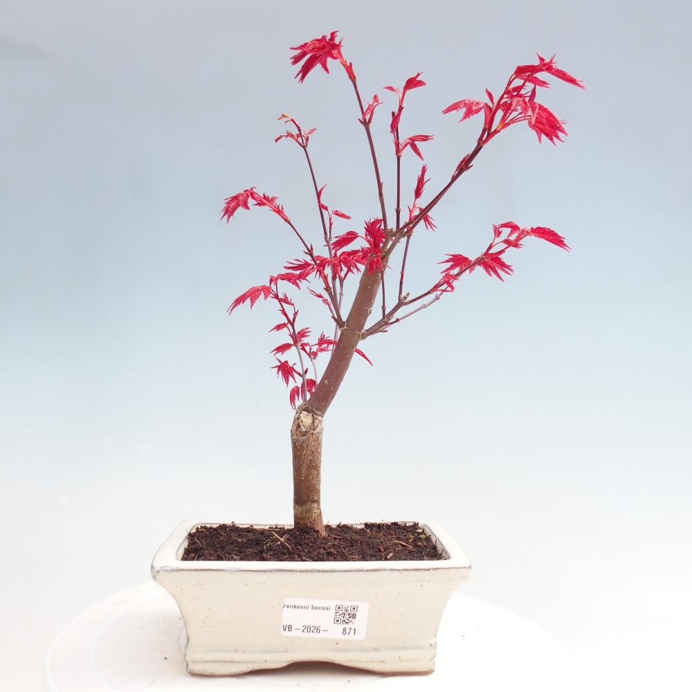 Kültéri bonsai - Acer palmatum DESHOJO