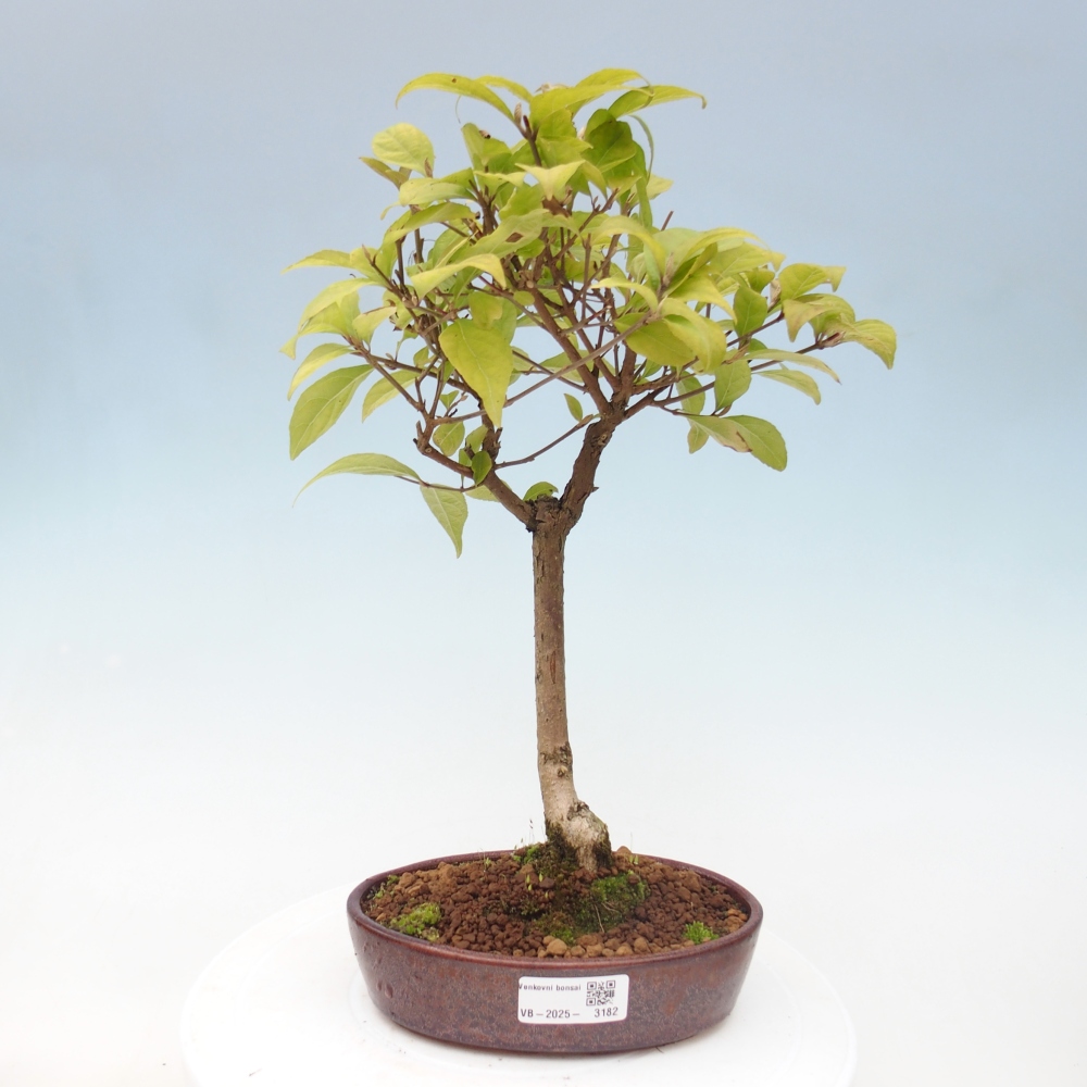 Kültéri bonsai - Callicarpa japonica