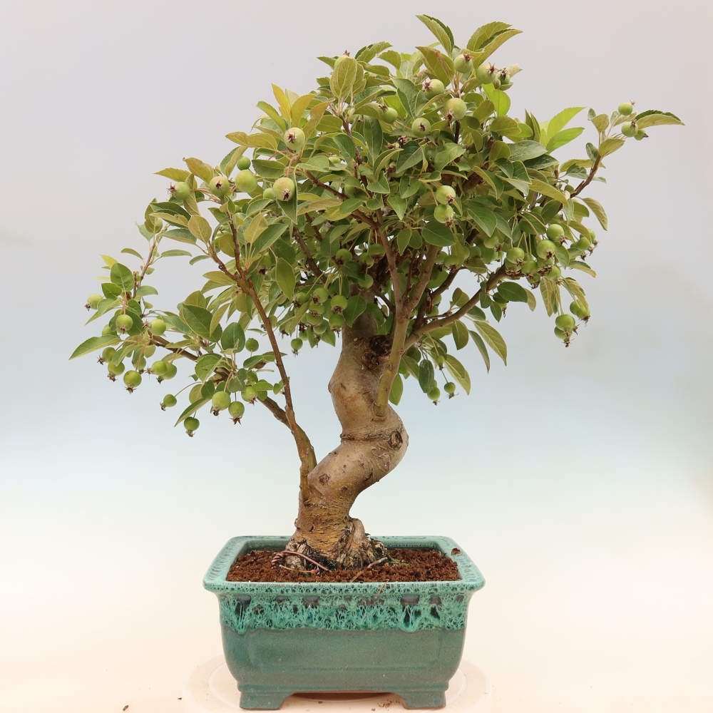 Kültéri bonsai -Malus halliana - Kis gyümölcsű almafa