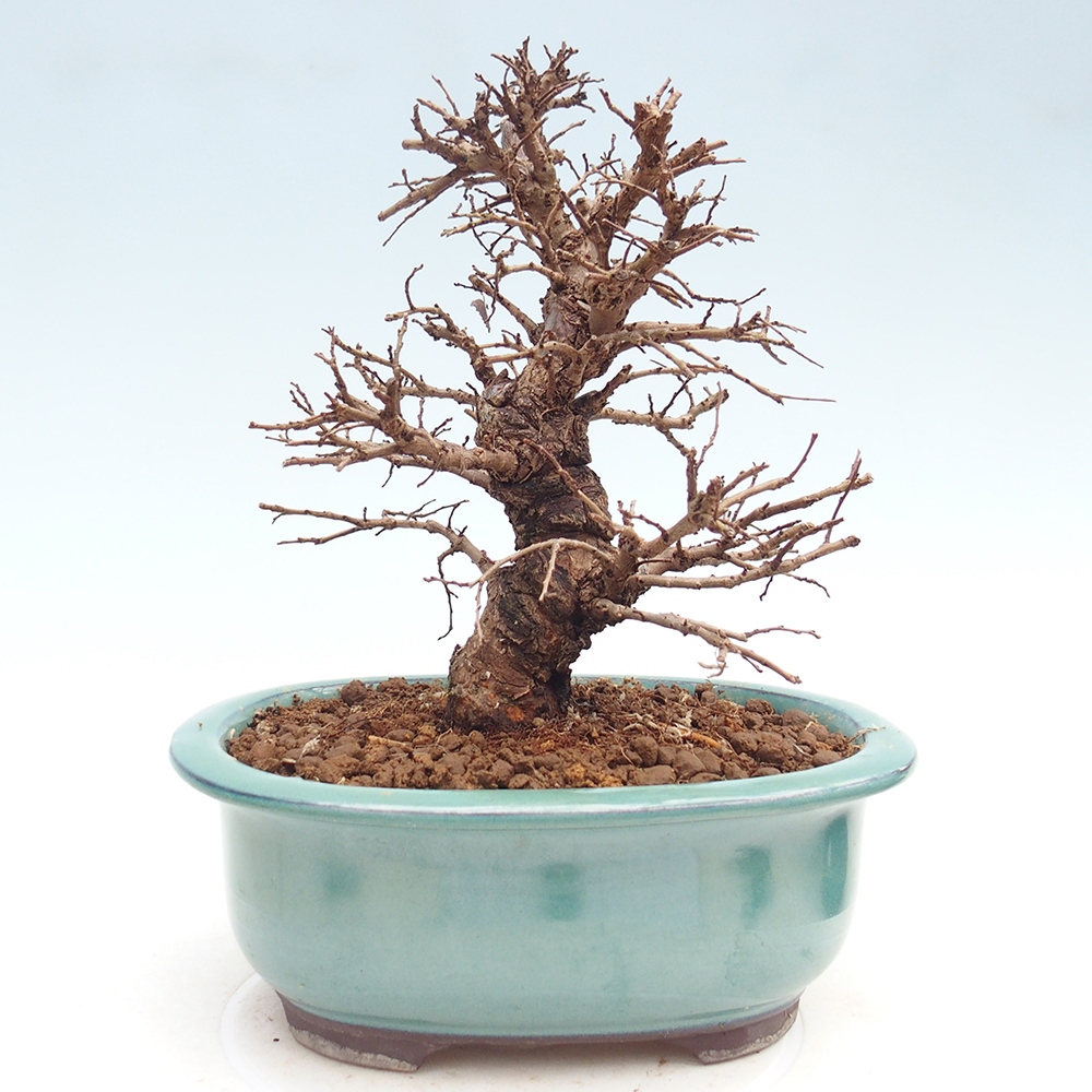 Kültéri bonsai - Zelkova - Zelkova NIRE