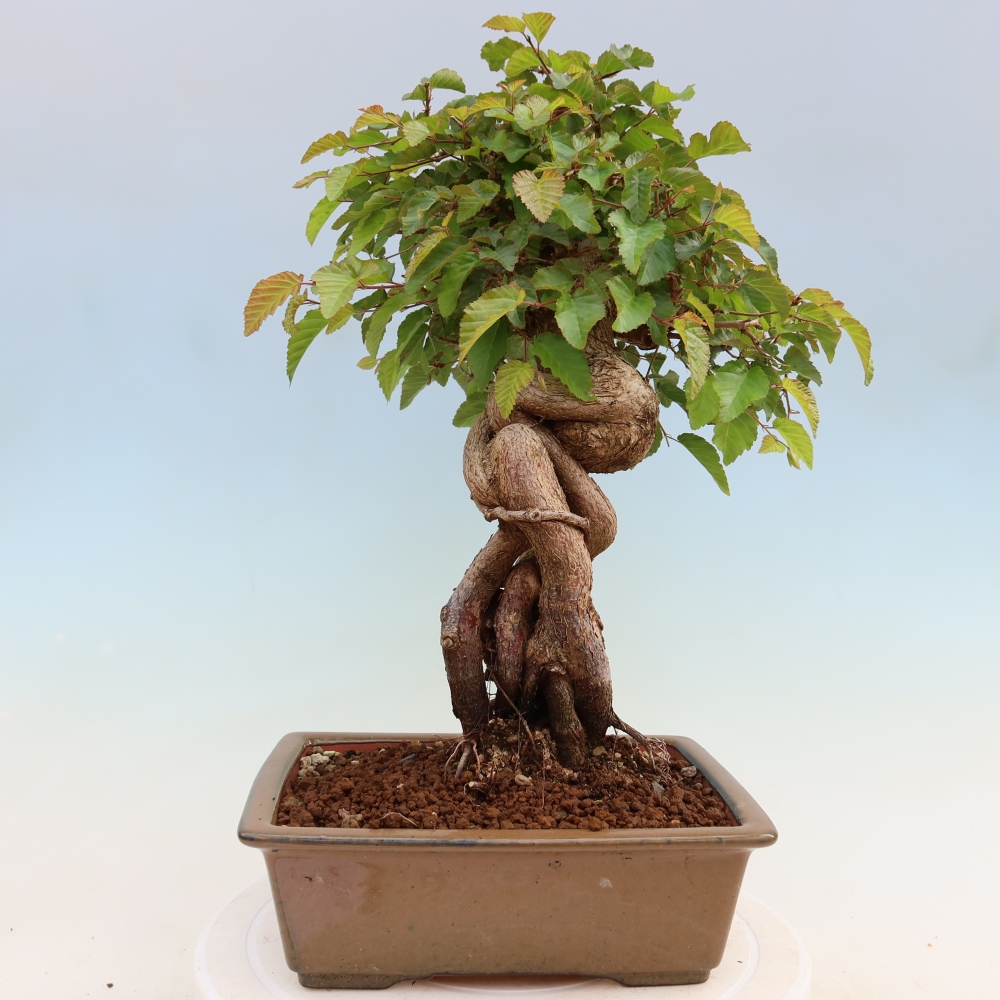 Kültéri bonsai -Carpinus Coreana - Koreai gyertyánfa