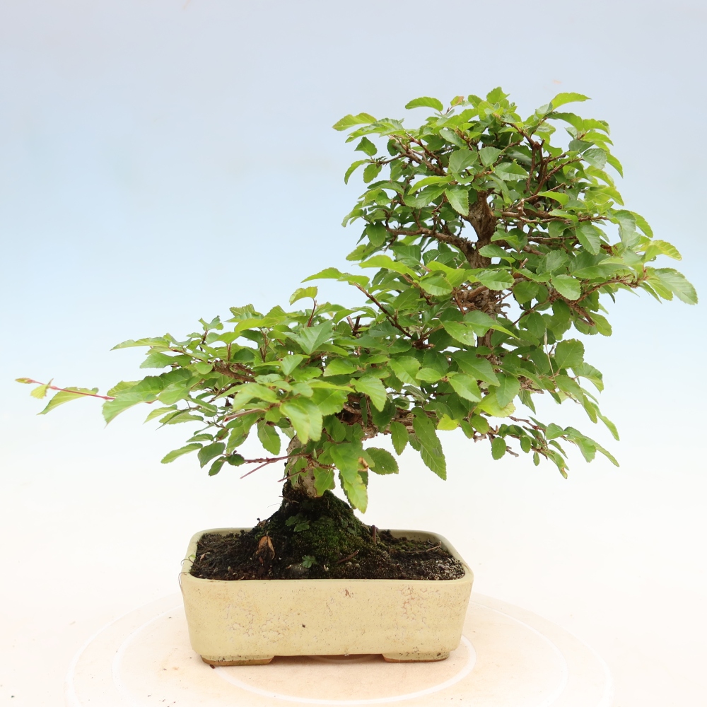 Kültéri bonsai -Carpinus Coreana - Koreai gyertyánfa