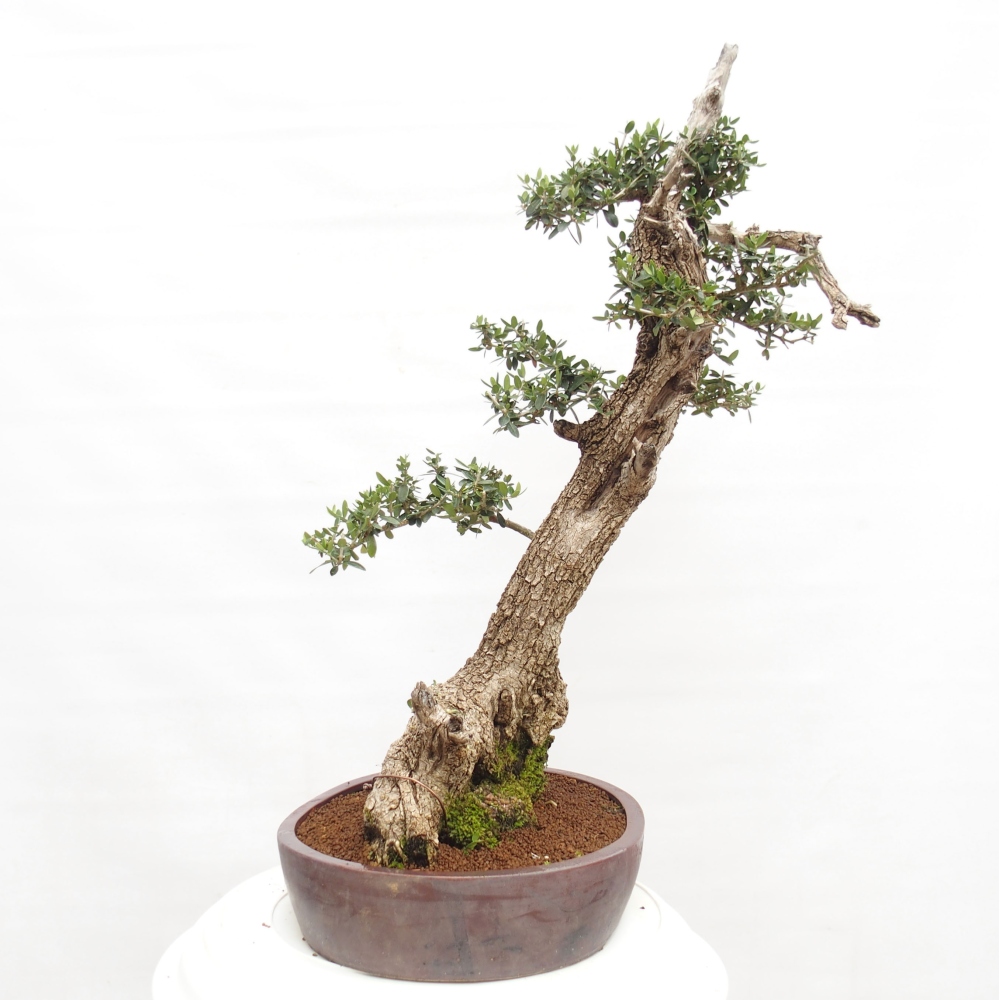 Beltéri bonsai - Olea europaea sylvestris