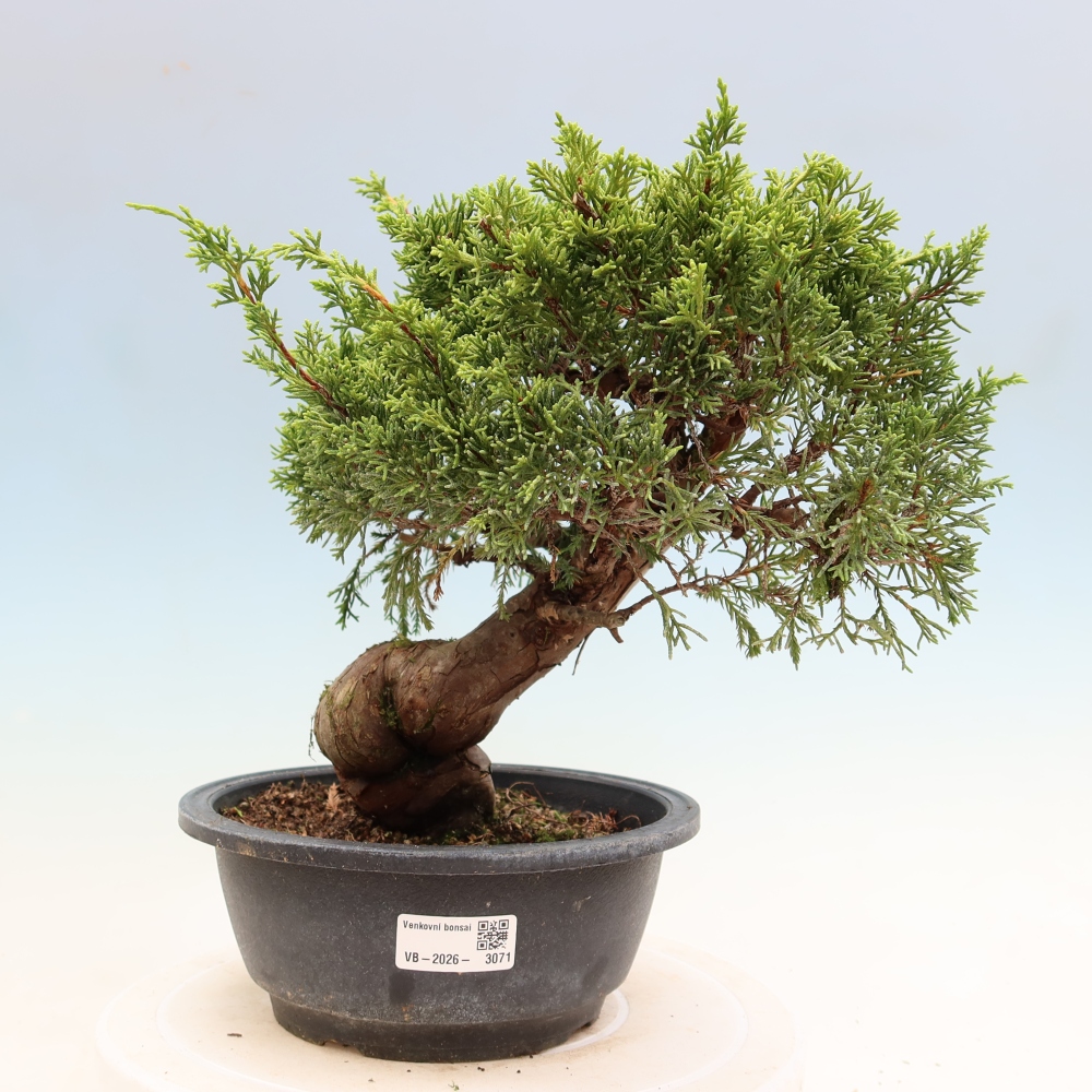 Kültéri bonsai - Juniperus chinensis Itoigawa-Juniperus chinensis