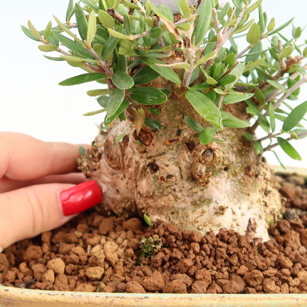 Beltéri bonsai - Olea europaea sylvestris