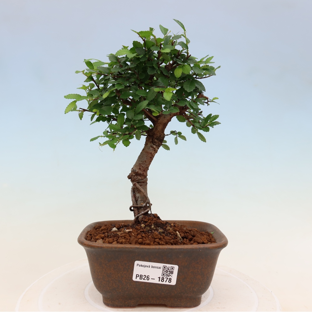 Szobai bonsai - Ulmus parvifolia - Kislevelű szilfa