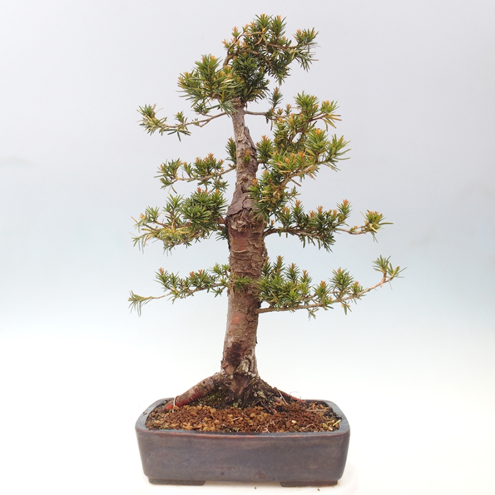Kültéri bonsai - Taxus cuspidata - japán tiszafa