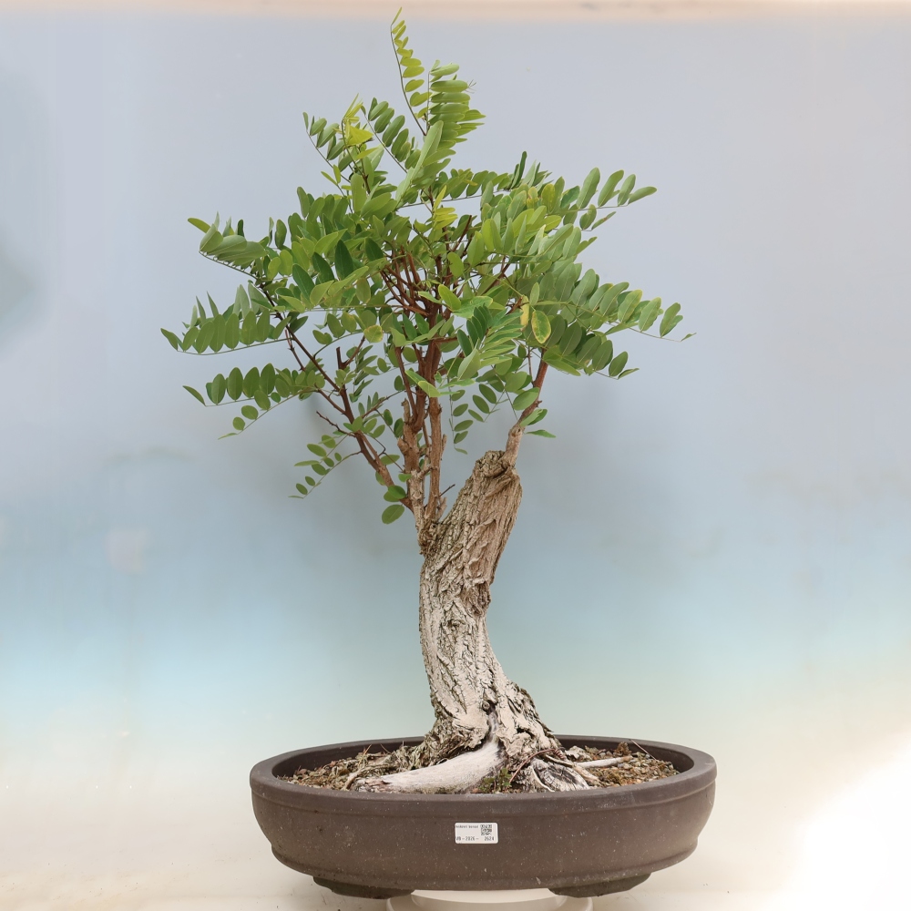 Kültéri bonsai - Tüskés akác - Robinia pseudoacacia