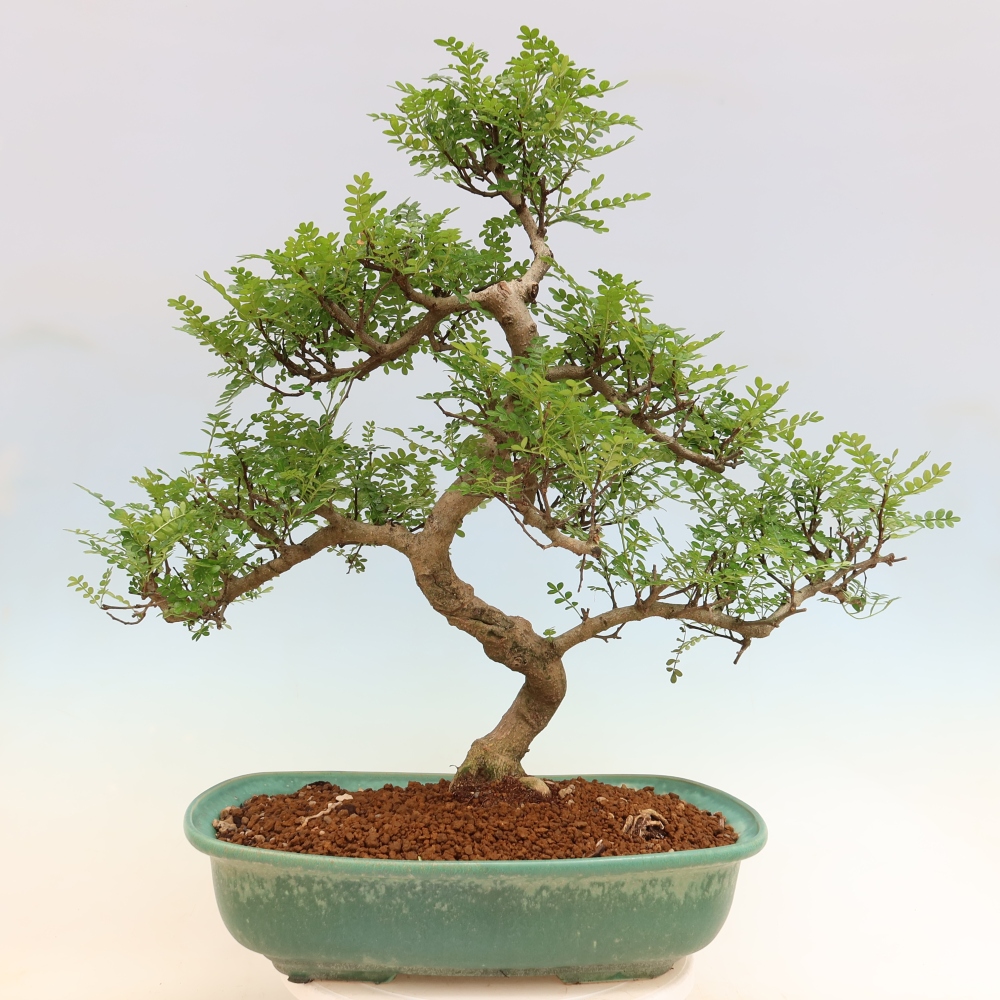 Szobai bonsai - Zantoxylum piperitum - borsfa