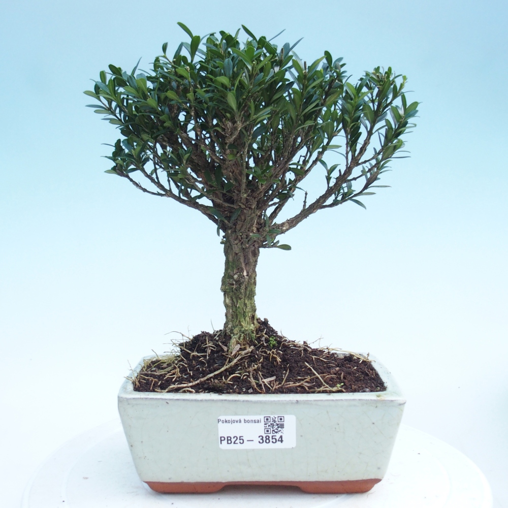 Szobai bonsai - Buxus harlandii - parafa buxus