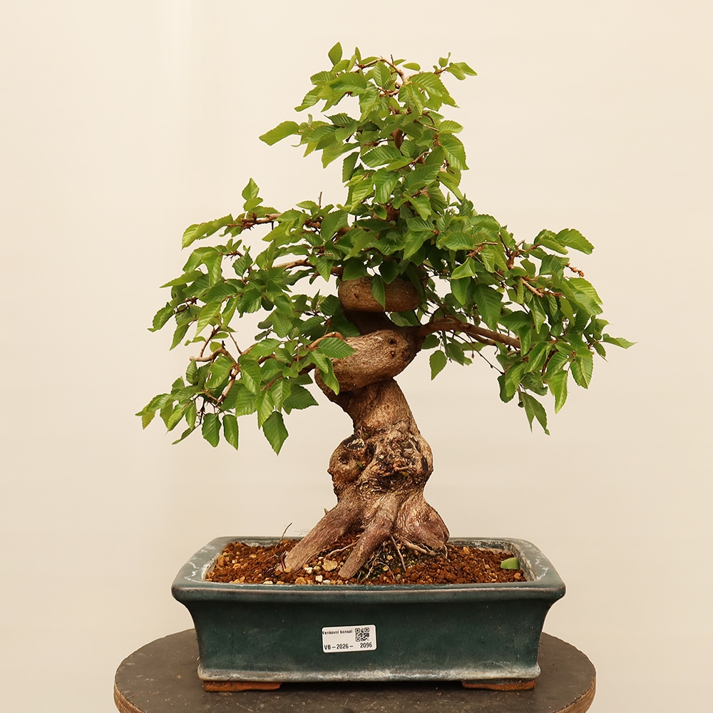 Kültéri bonsai -Carpinus Coreana - Koreai gyertyánfa