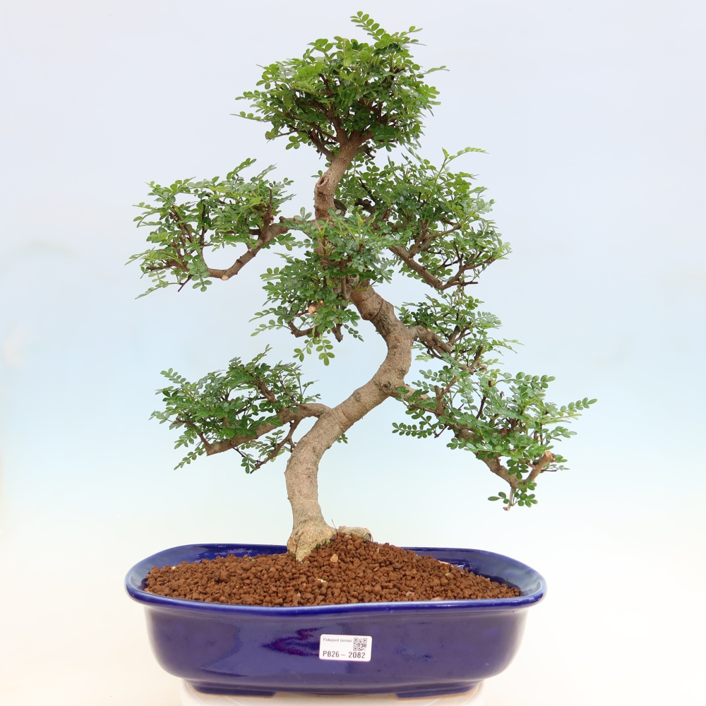 Szobai bonsai - Zantoxylum piperitum - borsfa