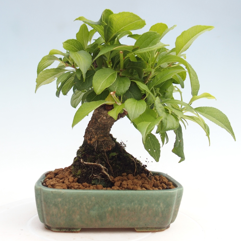 Kültéri bonsai - Celastrus orbiculatus
