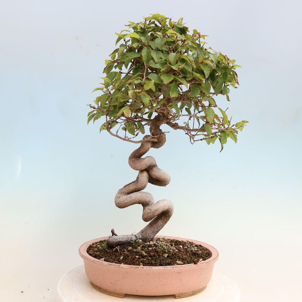 Kültéri bonsai -Carpinus CARPINOIDES - Koreai gyertyánfa