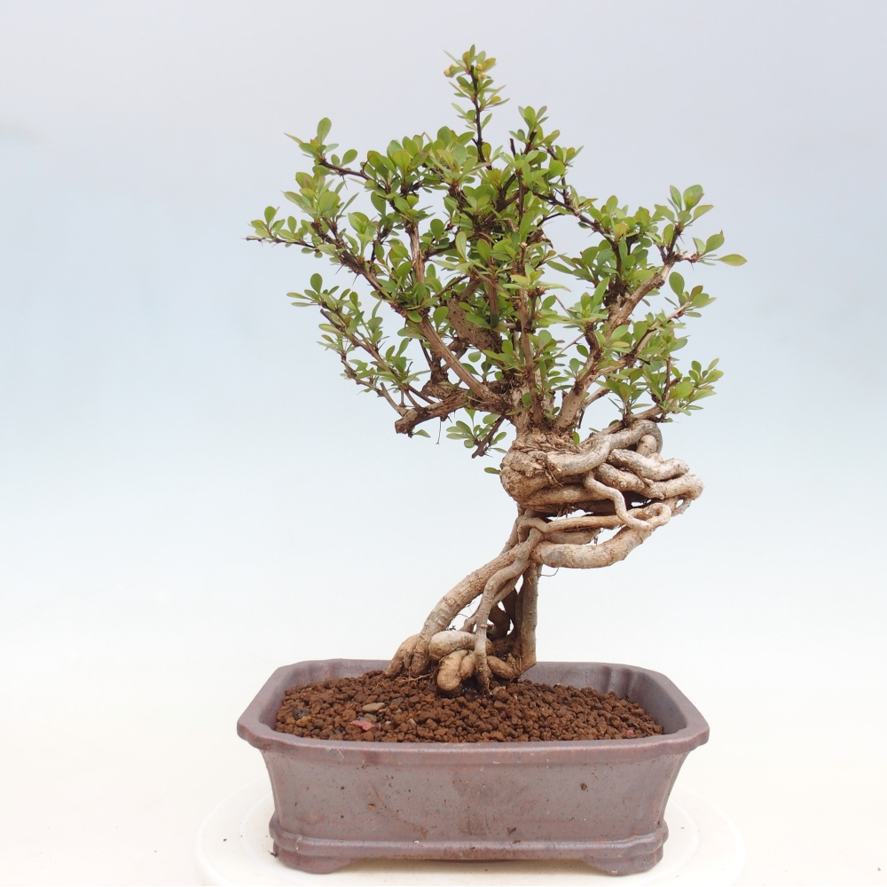 Kültéri bonsai - Berberis coreana