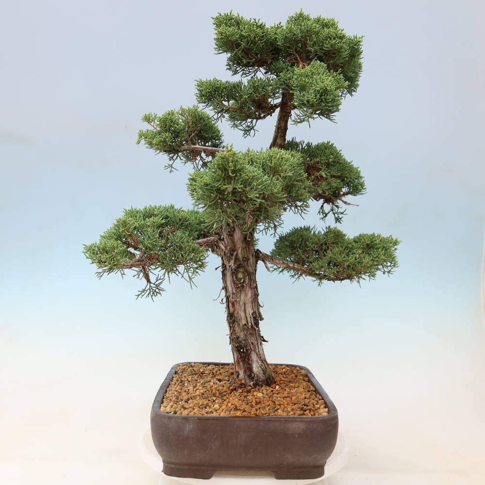 Kültéri bonsai - Juniperus chinensis Kishu