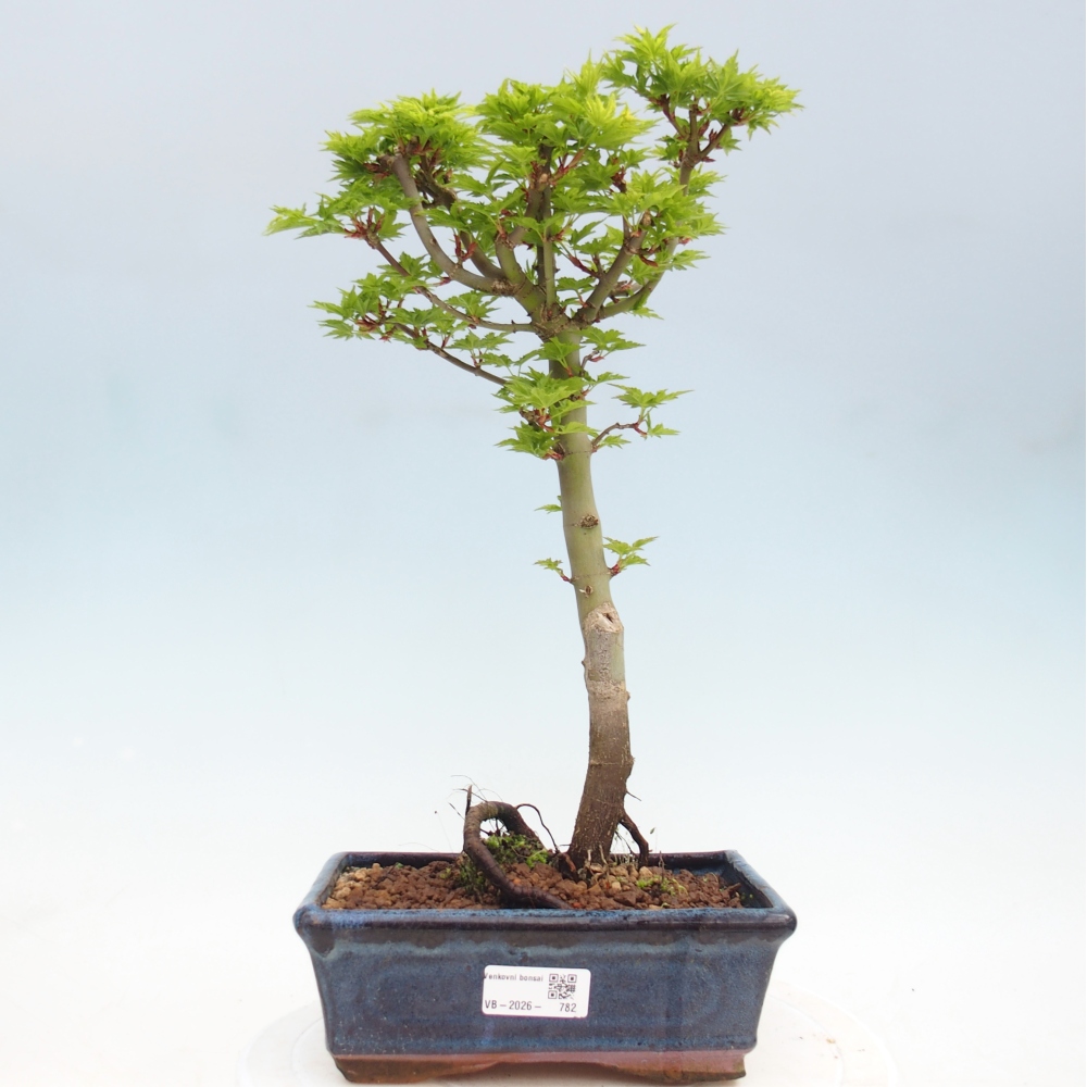 Kültéri bonsai -Javor pálma Acer palmatum Shishigashira