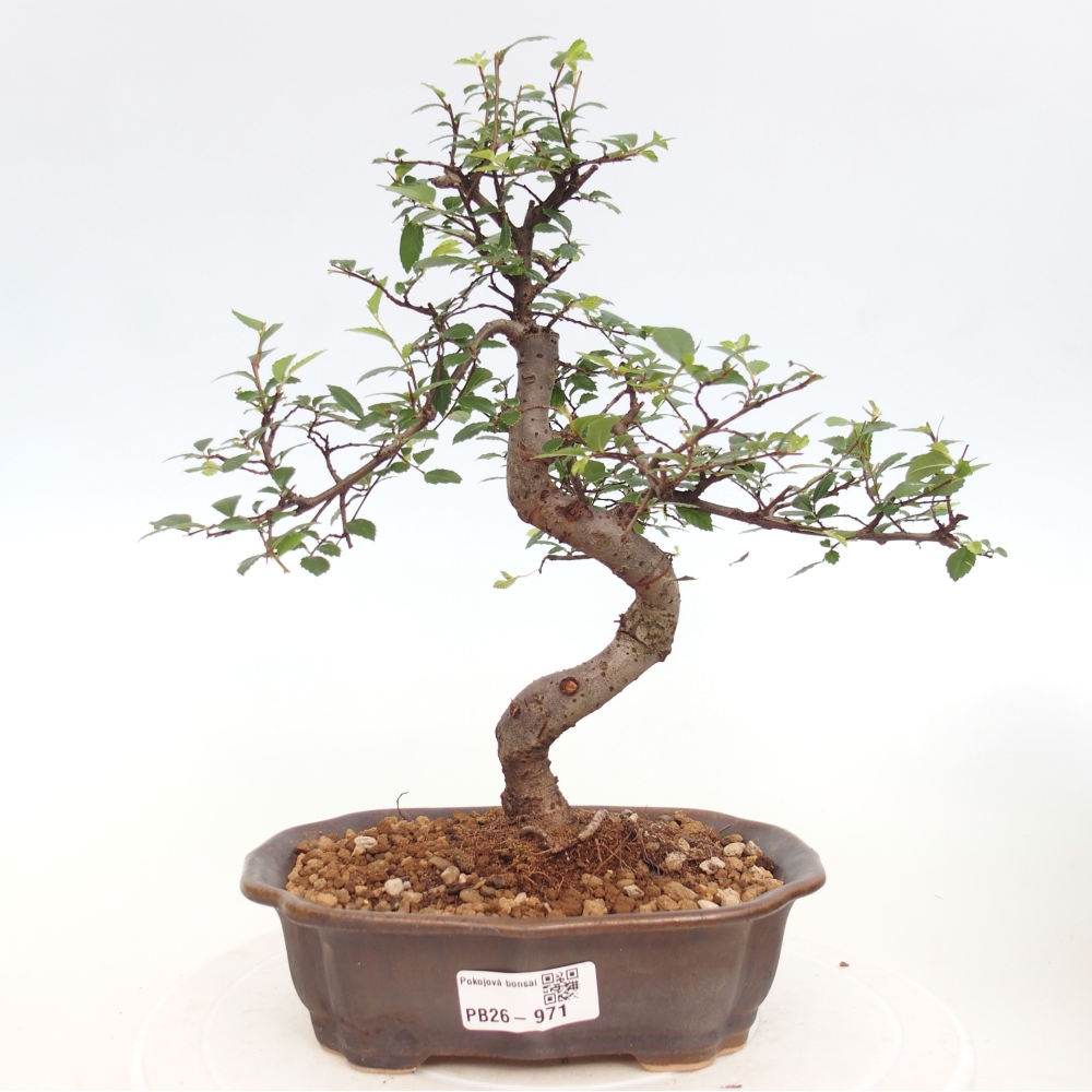 Szobai bonsai - Ulmus parvifolia - Kislevelű szilfa
