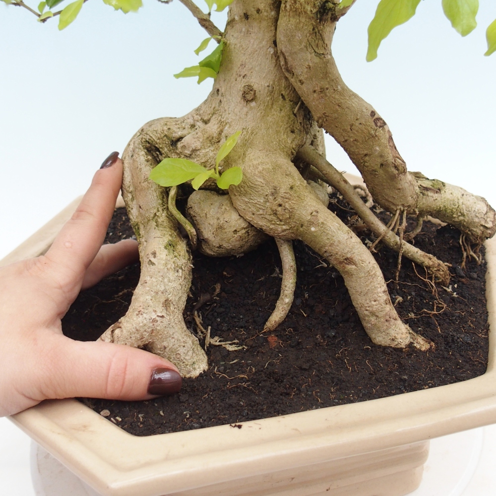 Szobai bonsai - Duranta erecta Aurea - CSAK SZEMÉLYES Begyűjtés vagy raklapos szállítás