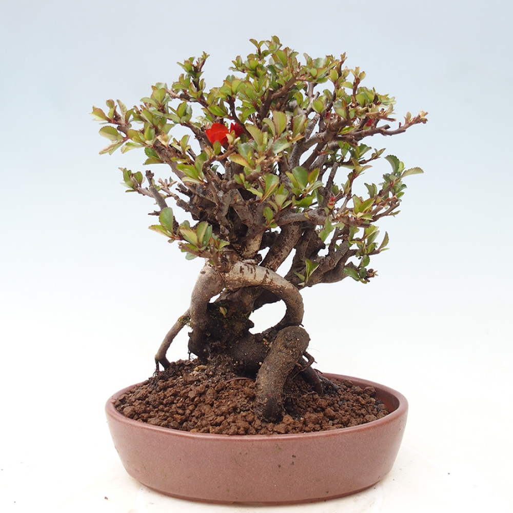 Kültéri bonsai - Chaneomeles speciosa - birs