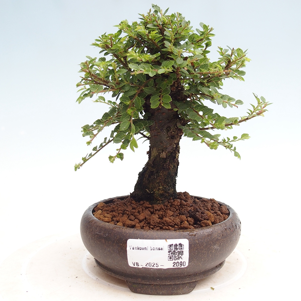 Kültéri bonsai - Ulmus parvifolia Hokkaido - Kínai szil - Ulmus parvifolia Hokkaido