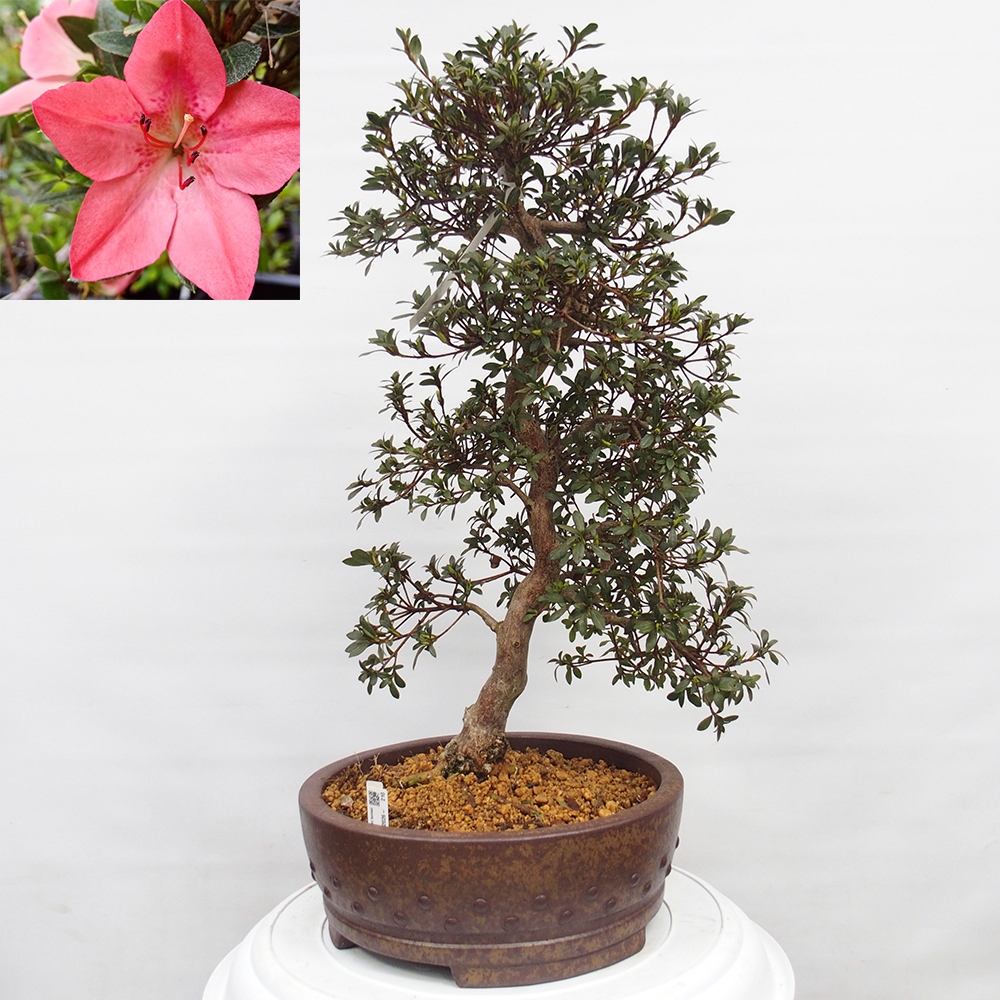 Kültéri bonsai - Japán azálea - Azalea Akari