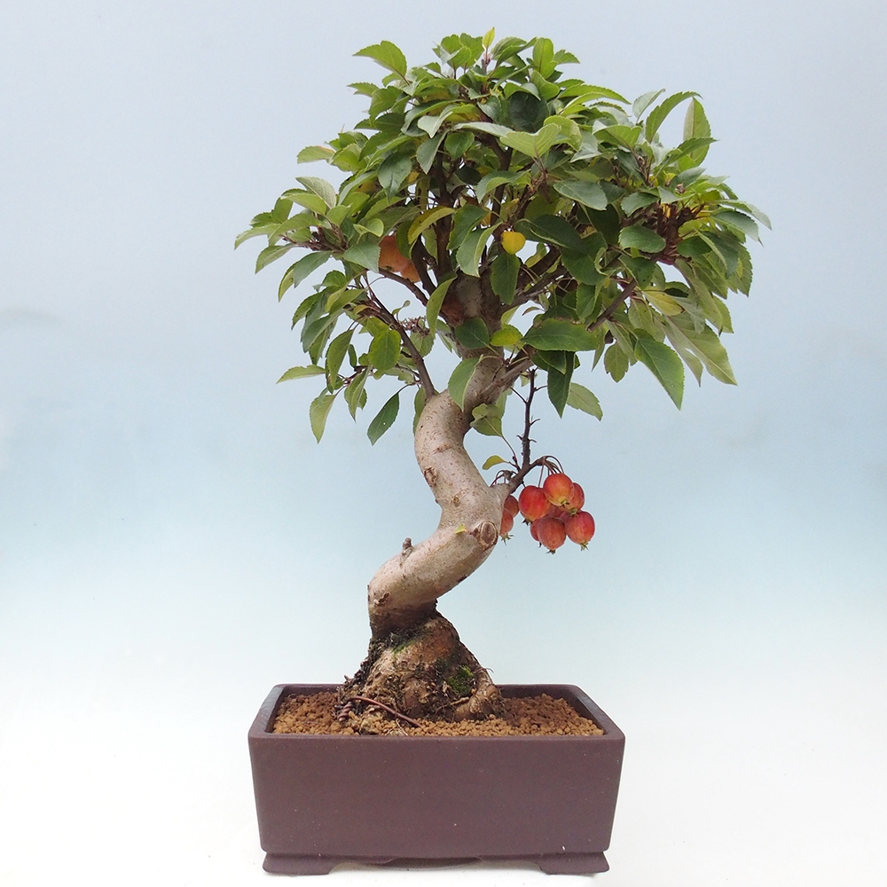 Kültéri bonsai -Malus halliana - Kis gyümölcsű almafa