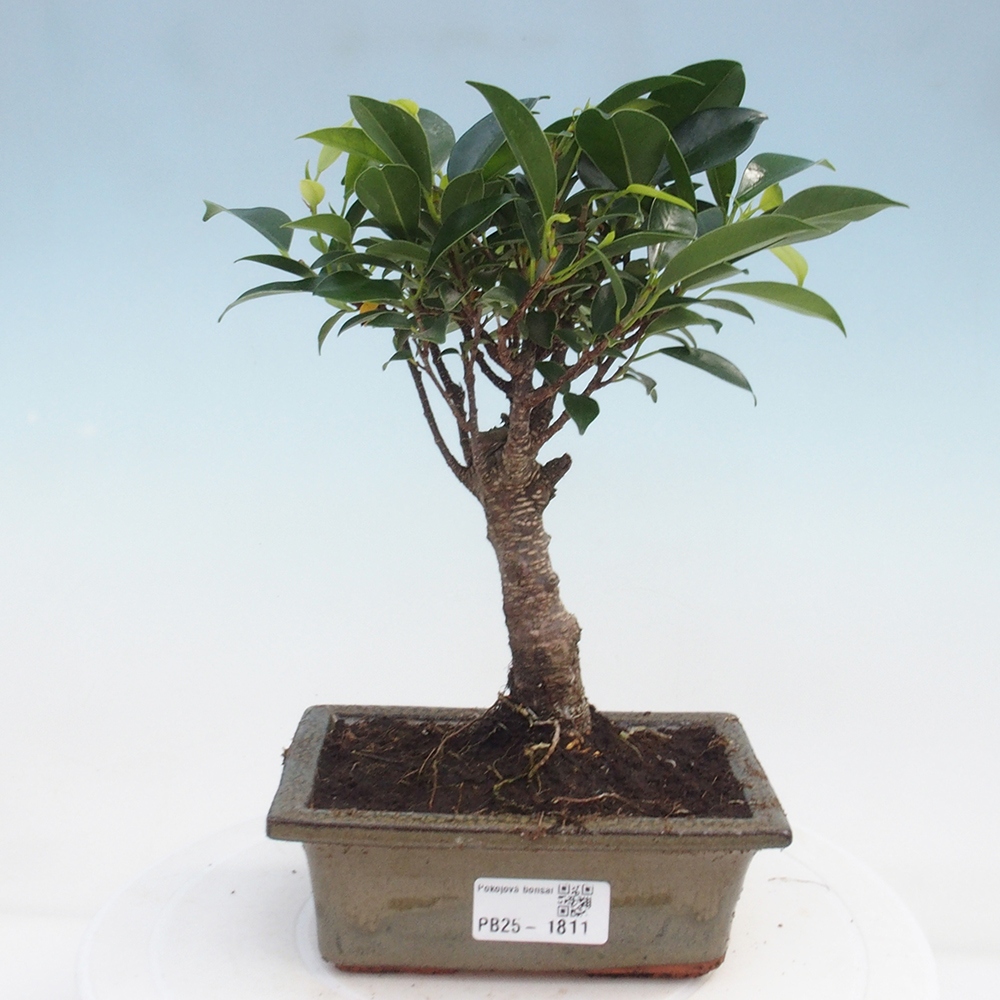 Szobai bonsai - Ficus retusa - kislevelű fikusz