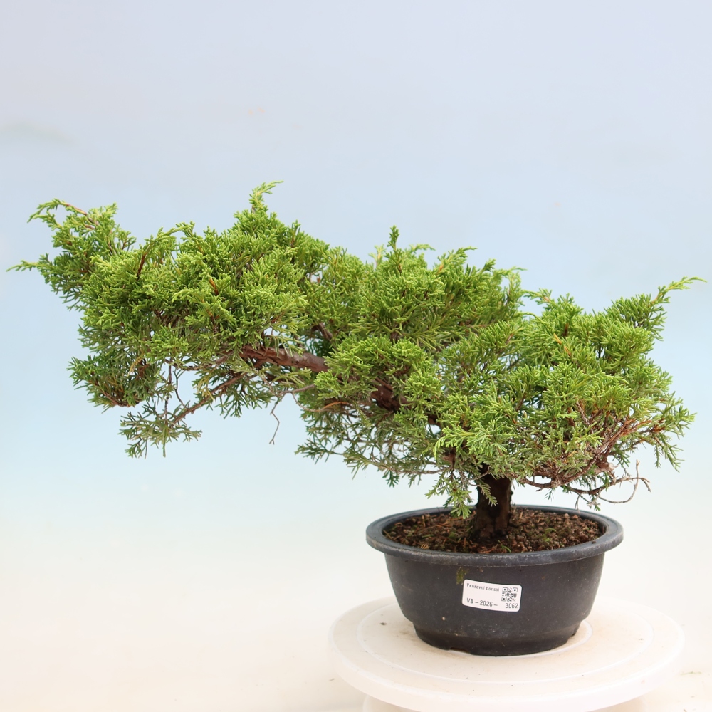 Kültéri bonsai - Juniperus chinensis Itoigawa-Juniperus chinensis
