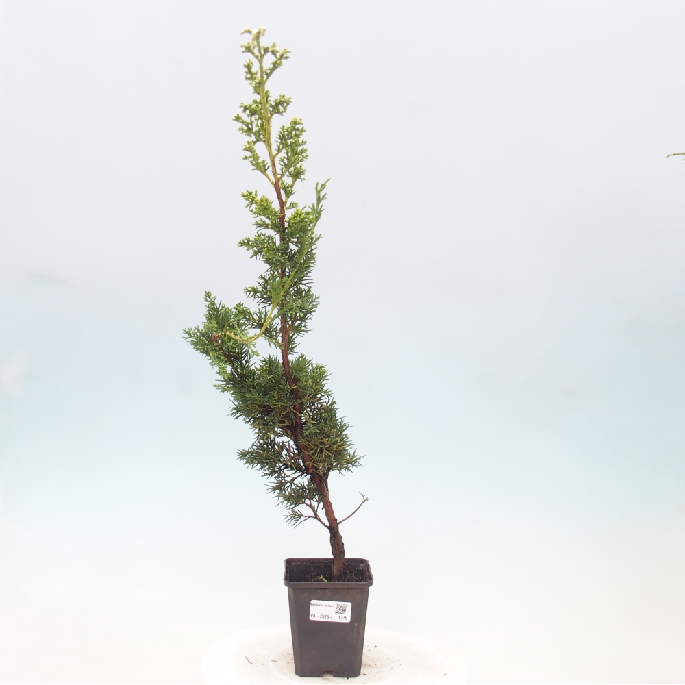 Kültéri bonsai - Juniperus chinensis Kishu