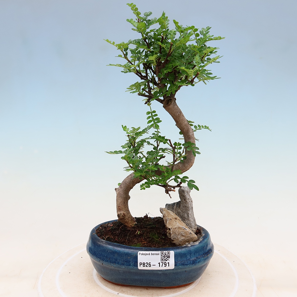 Szobai bonsai - Zantoxylum piperitum - borsfa