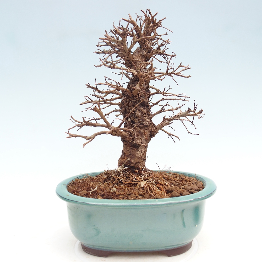 Kültéri bonsai - Zelkova - Zelkova NIRE