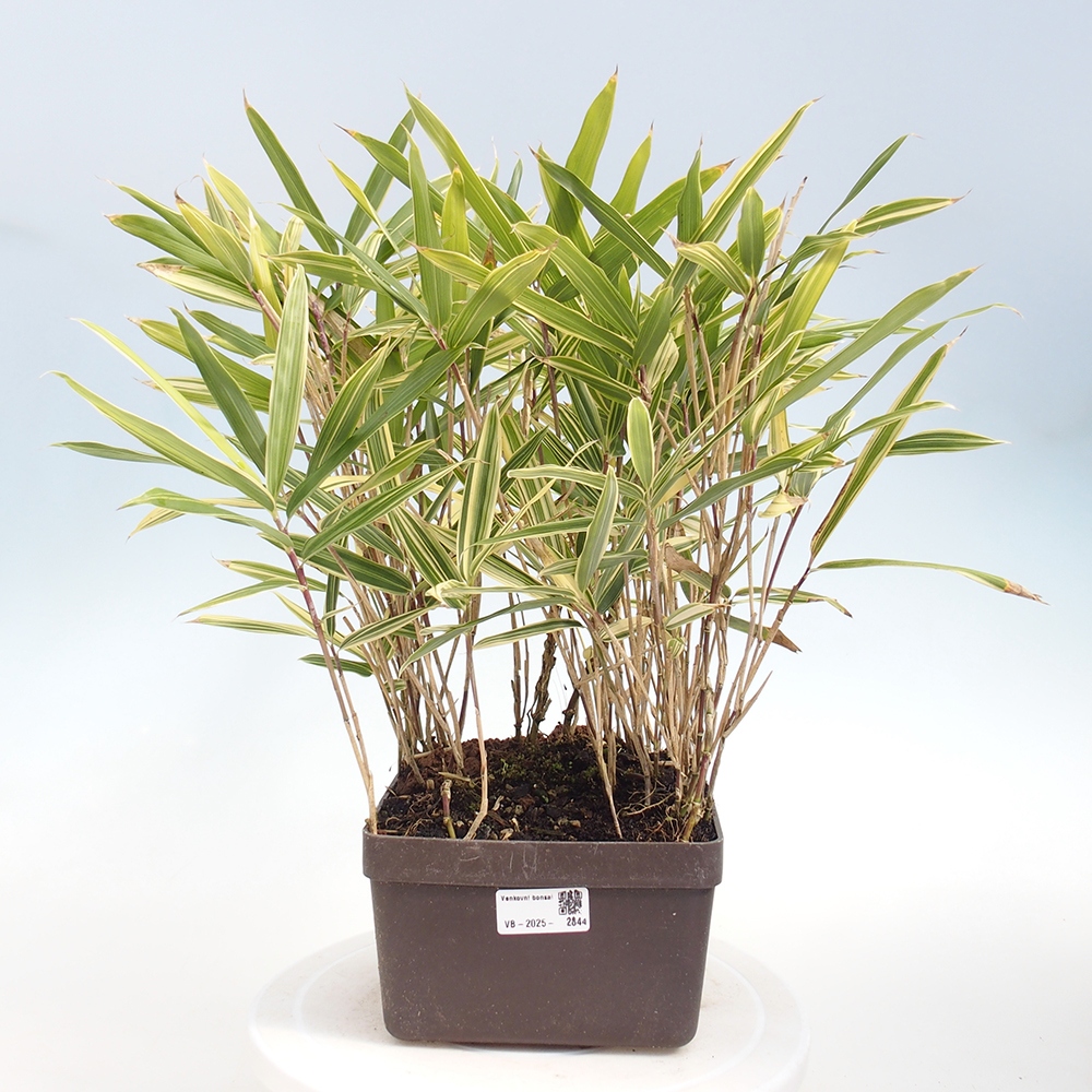 Kültéri bonsai - Sasaella masamuneana Albostriata - Bambusz
