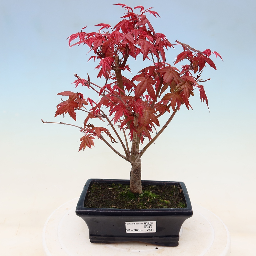 Kültéri bonsai - Acer palmatum DESHOJO