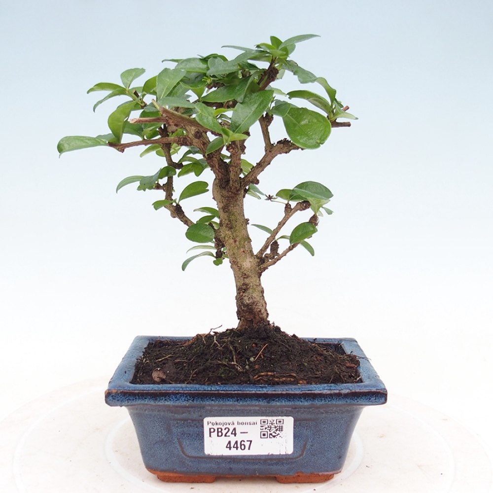 Szobai bonsai - Carmona macrophylla - Tea fuki