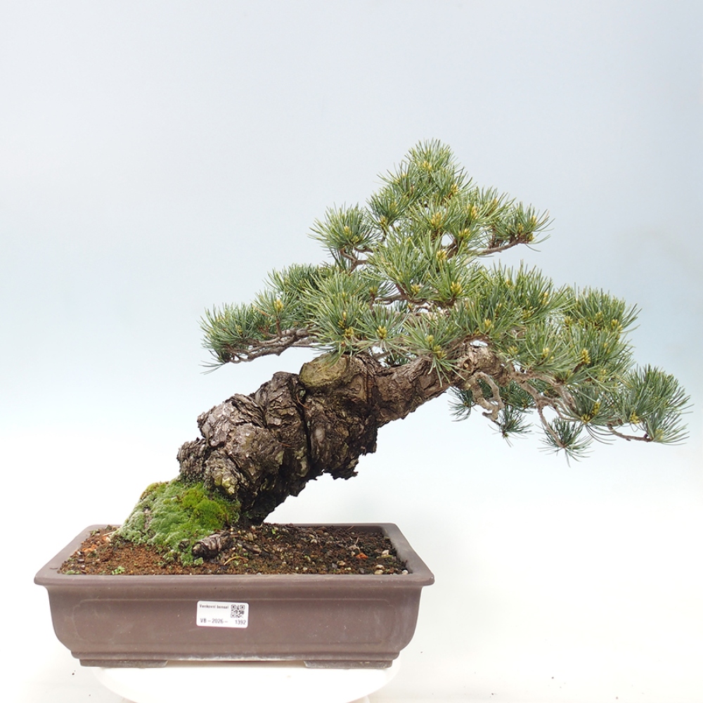 Kültéri bonsai - Pinus parviflora - Pinus parviflora