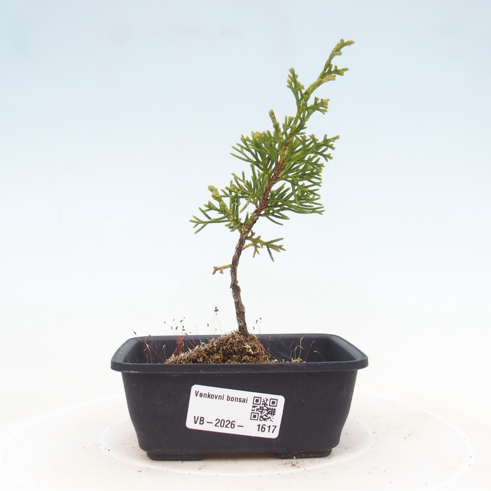 Kültéri bonsai - Juniperus chinensis Itoigawa
